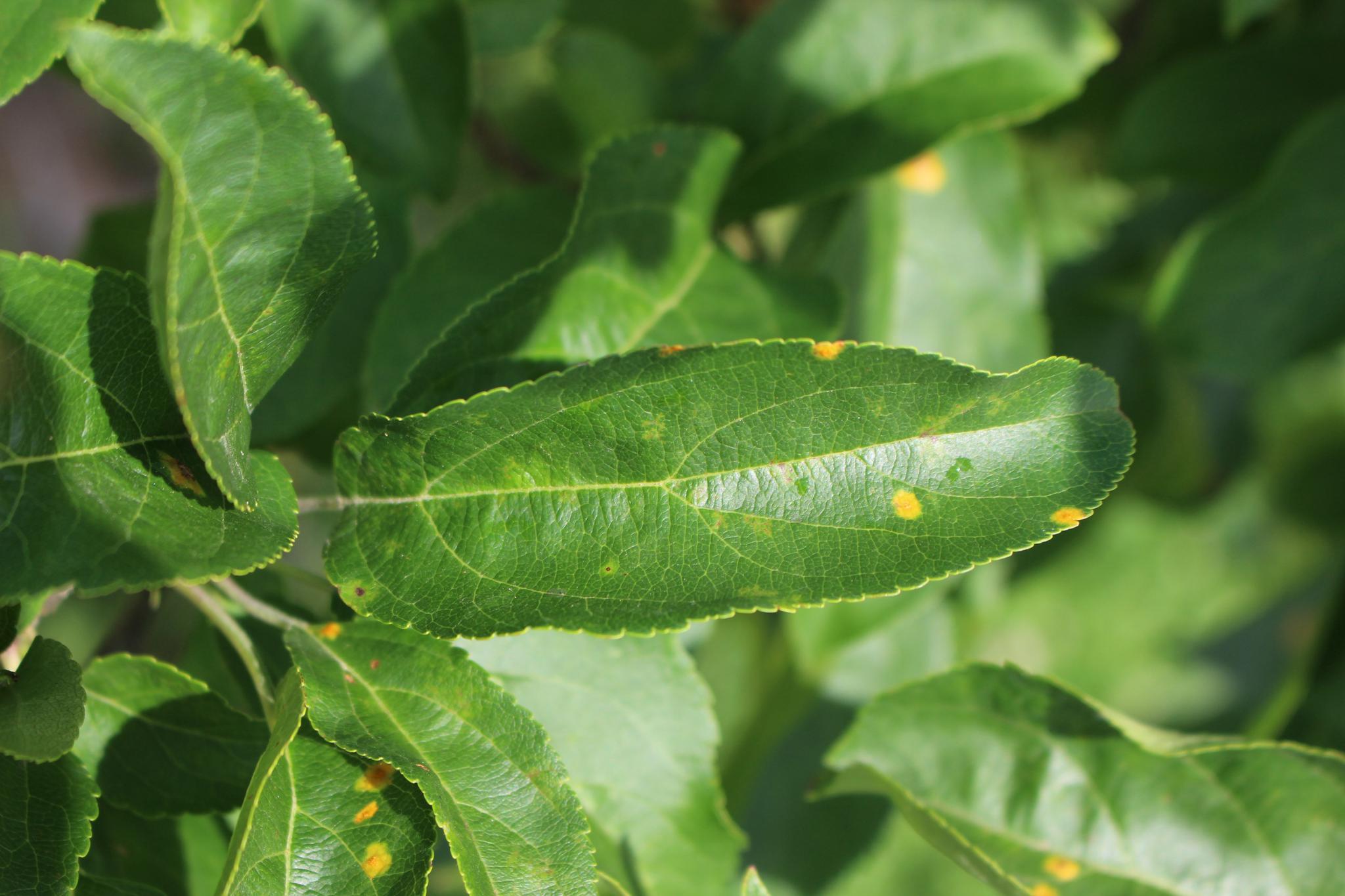 A picture of a leaf